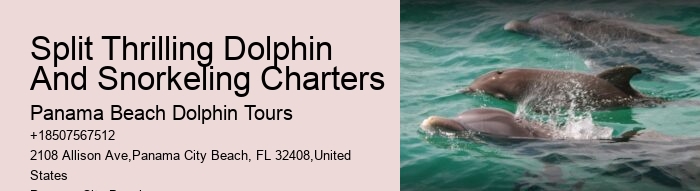 Intimate Dolphin Expedition with Snorkeling