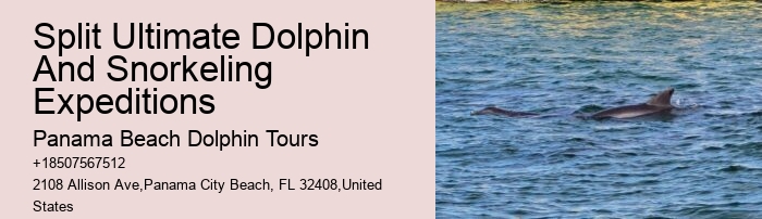 Split Unforgettable Dolphin And Snorkeling Experiences
