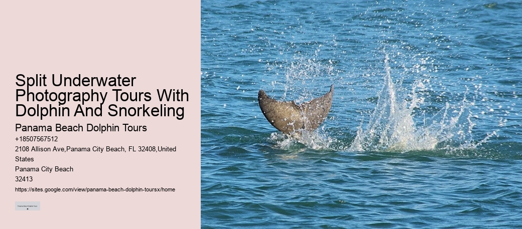 Before Your Tour - Dolphin Encounter