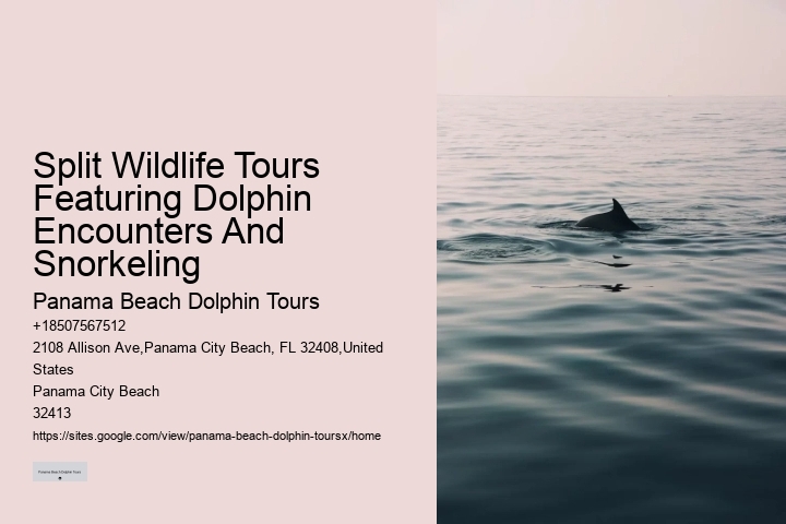 Panama City Beach dolphin watching trips