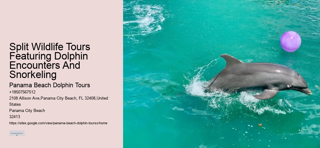 Do You Need Water Shoes To Swim With Dolphins