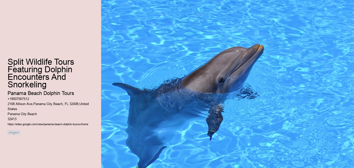 Split Wildlife Tours Featuring Dolphin Encounters And Snorkeling
