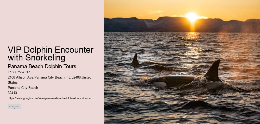 Can I feed the dolphins during the tour