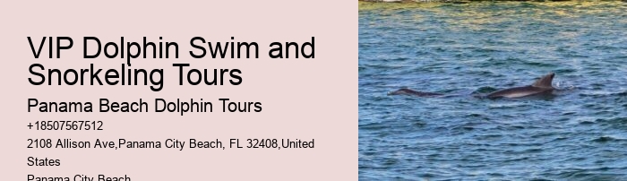 Deluxe Dolphin Discovery and Snorkeling Adventures