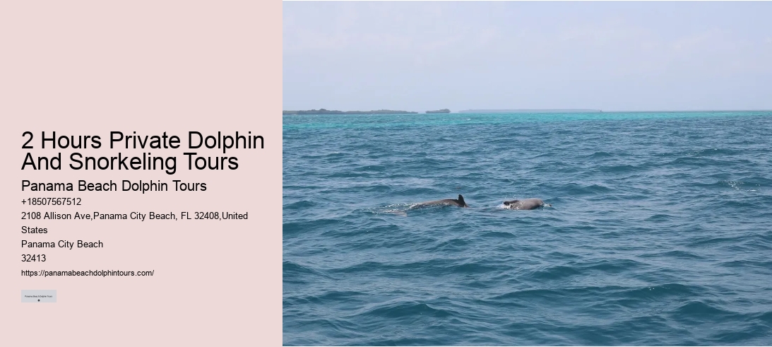 2 Hours Private Dolphin And Snorkeling Tours