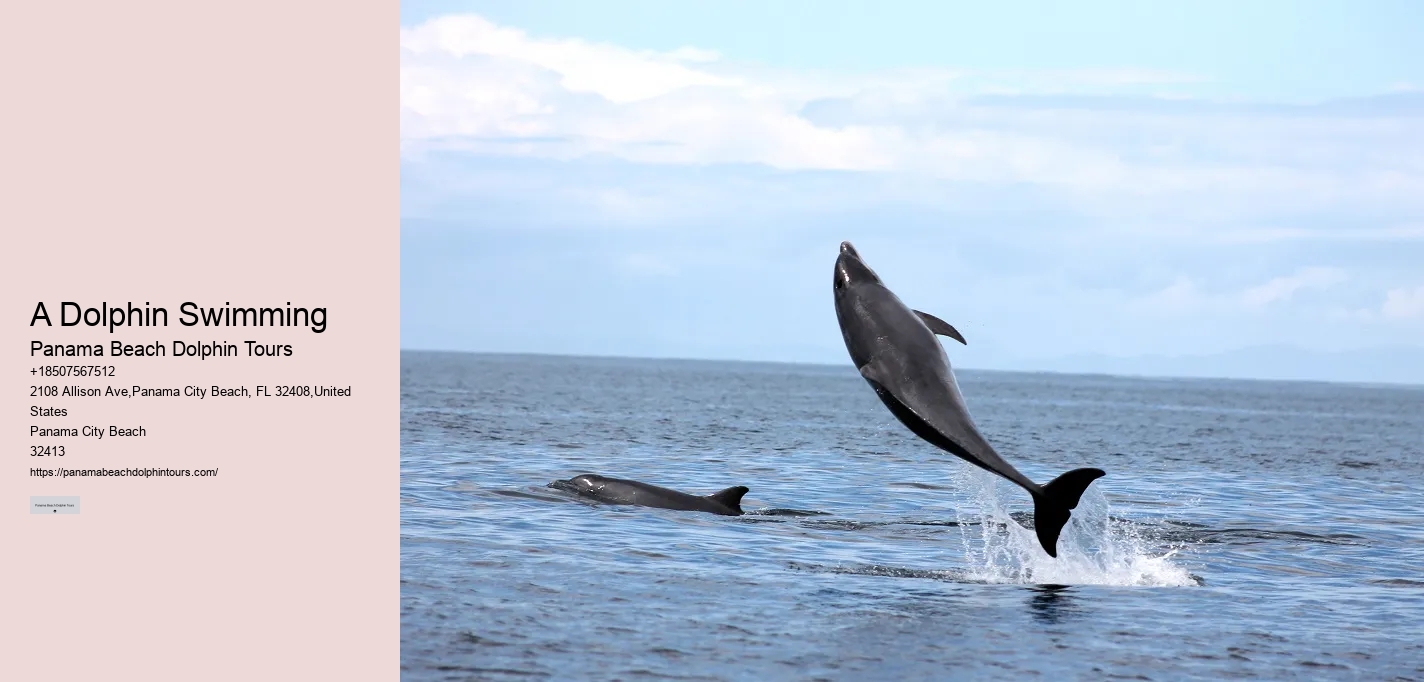 Are there any discounts available for group bookings on dolphin tours in Panama City Beach