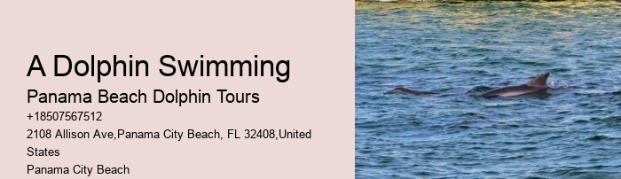 Where Is The Best Place To See Dolphins In The World