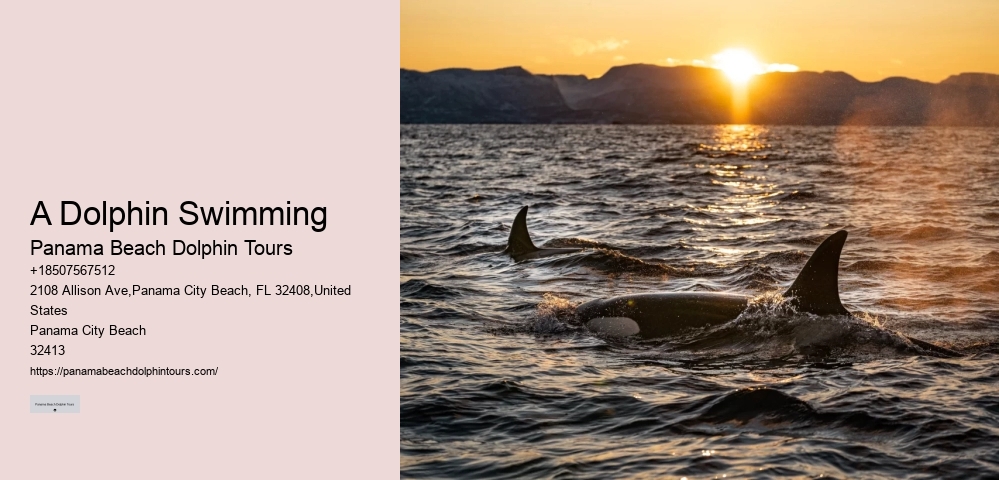 Guided Dolphin Swim and Snorkeling Tours
