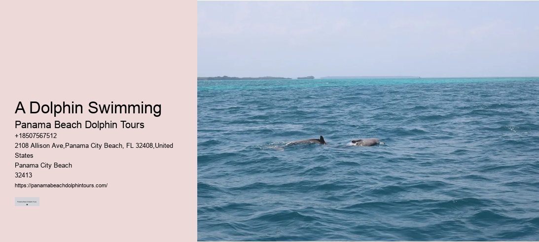A Dolphin Swimming