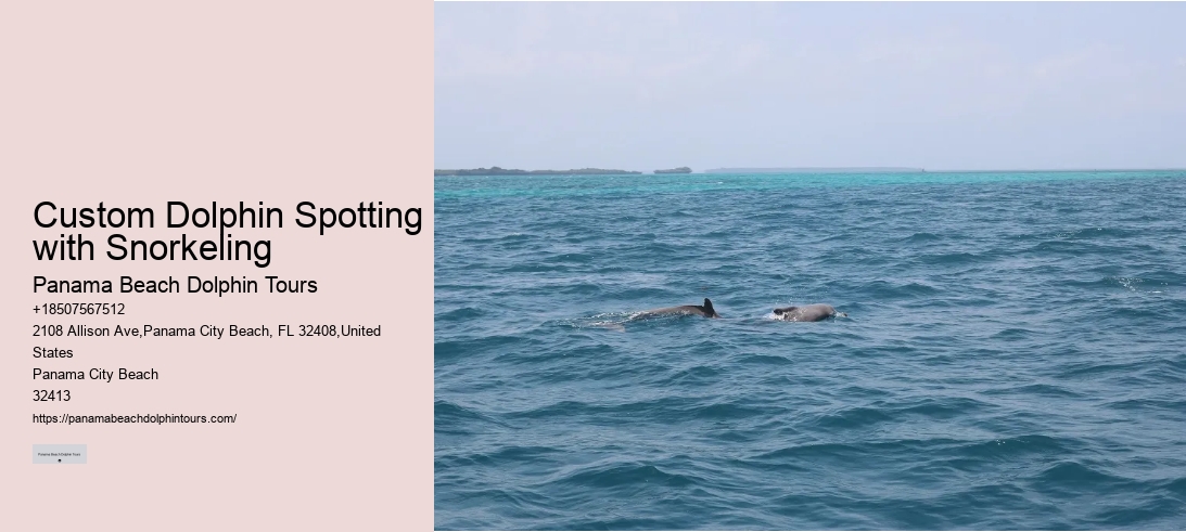 Custom Dolphin Spotting with Snorkeling