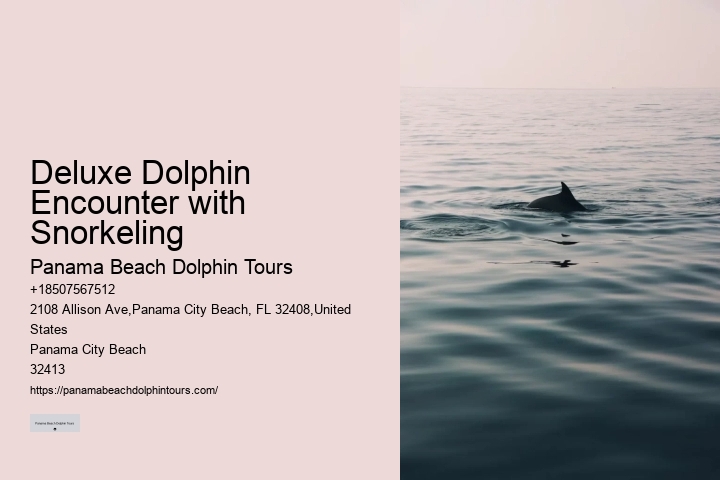 Deluxe Dolphin Safari and Snorkeling Trips