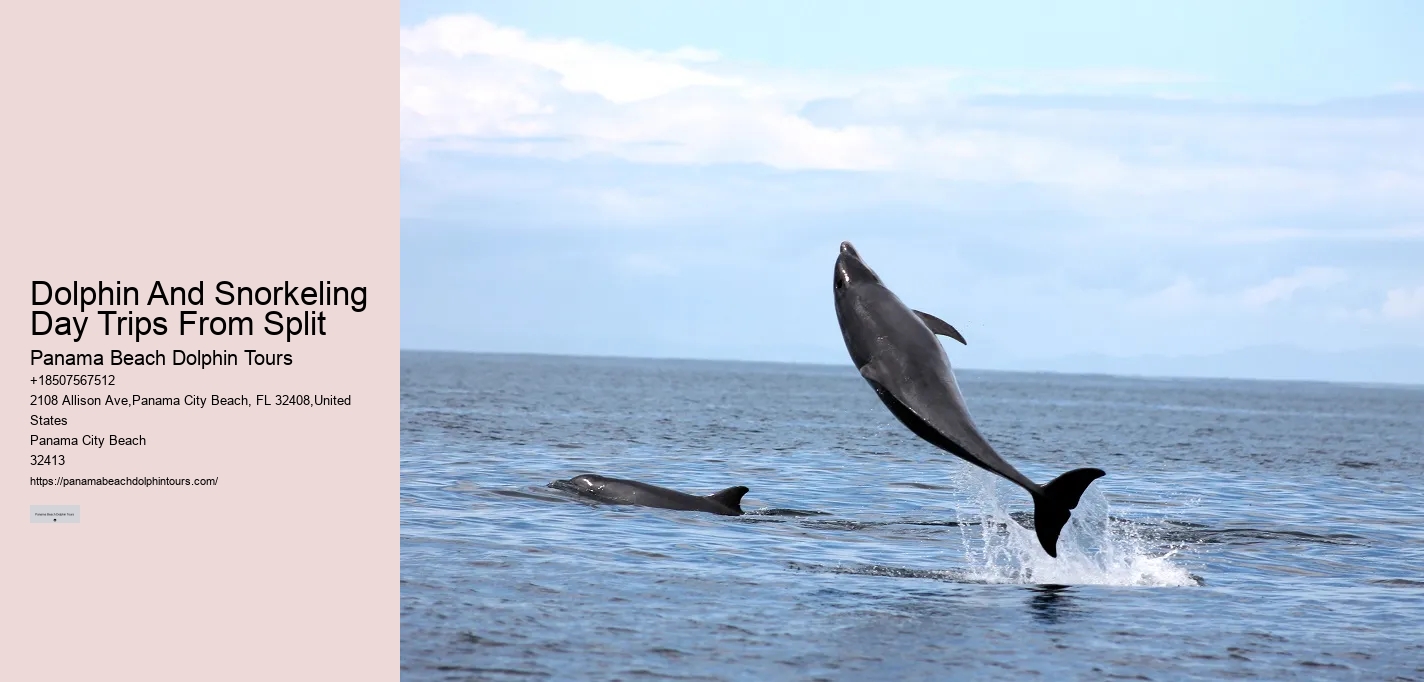 Are there evening or night dolphin tours available in Panama City Beach