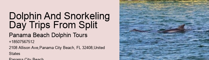 Which Beach Has The Most Dolphins