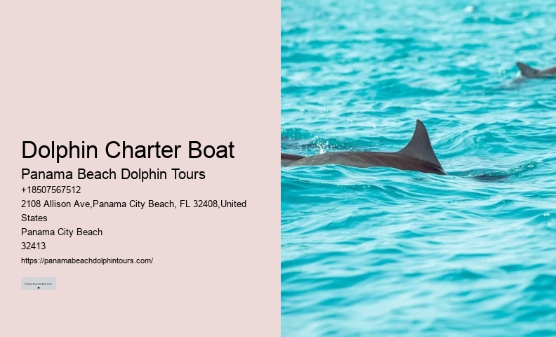 Panama City Beach dolphin experience