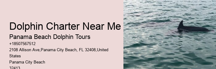 Premium Dolphin Spotting and Snorkeling Trips