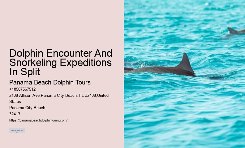 Luxury Dolphin Safari and Snorkeling Tours