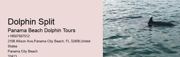 Panama City Beach Dolphin Trips