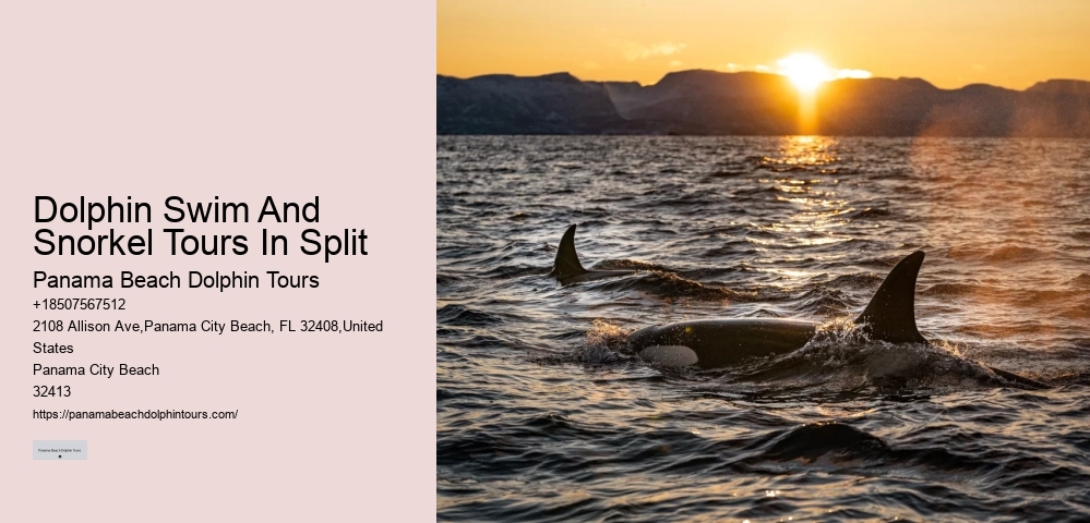 Split Charter Dolphin And Snorkeling Tours