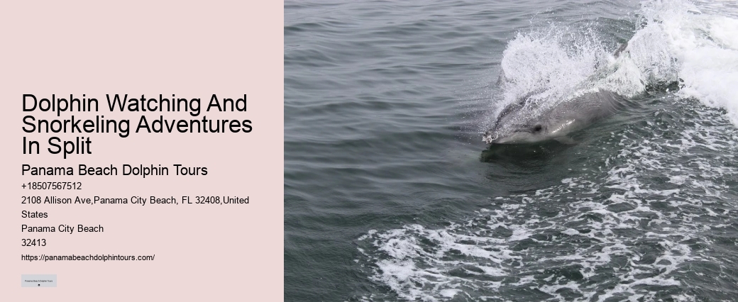 Bespoke Dolphin Expedition with Snorkeling