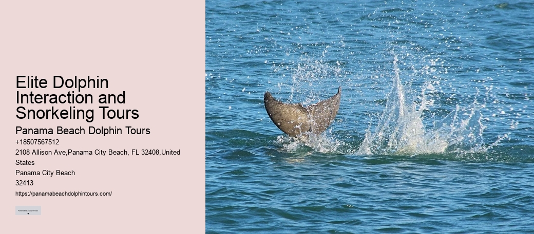 Split Guided Boat Tours For Snorkeling And Dolphin Watching