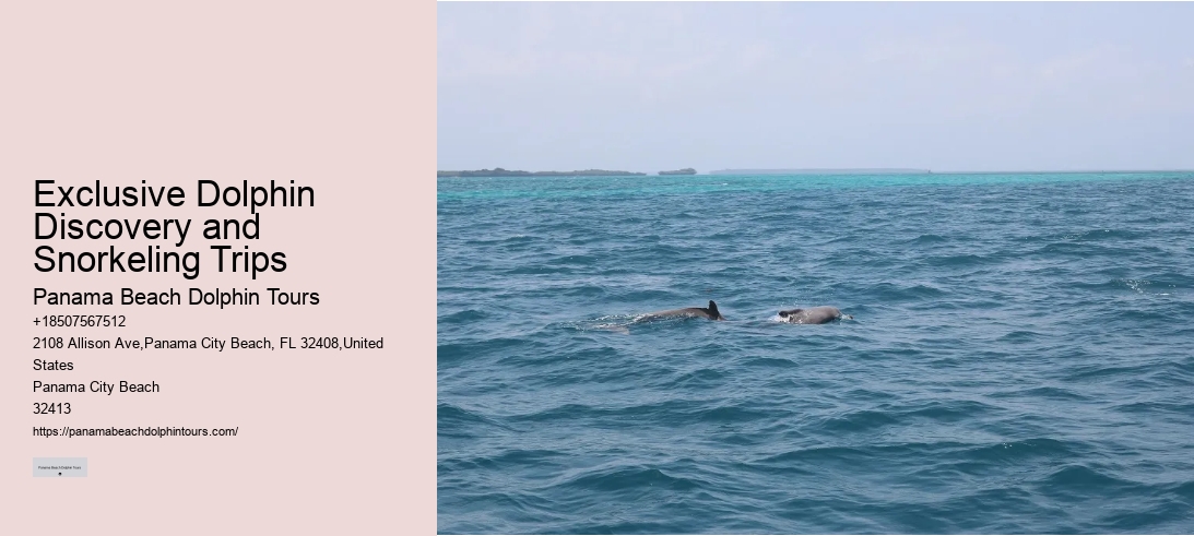 Exclusive Dolphin Discovery and Snorkeling Trips