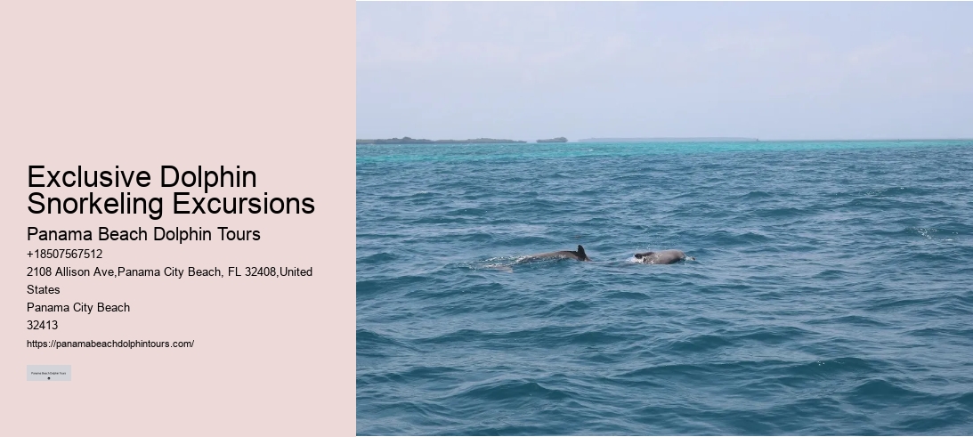 Exclusive Dolphin Snorkeling Excursions