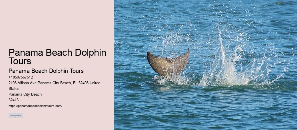 Split Expert-led Snorkeling And Dolphin Expeditions