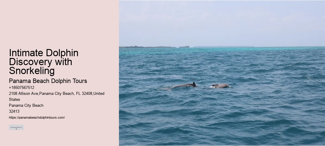 Intimate Dolphin Discovery with Snorkeling