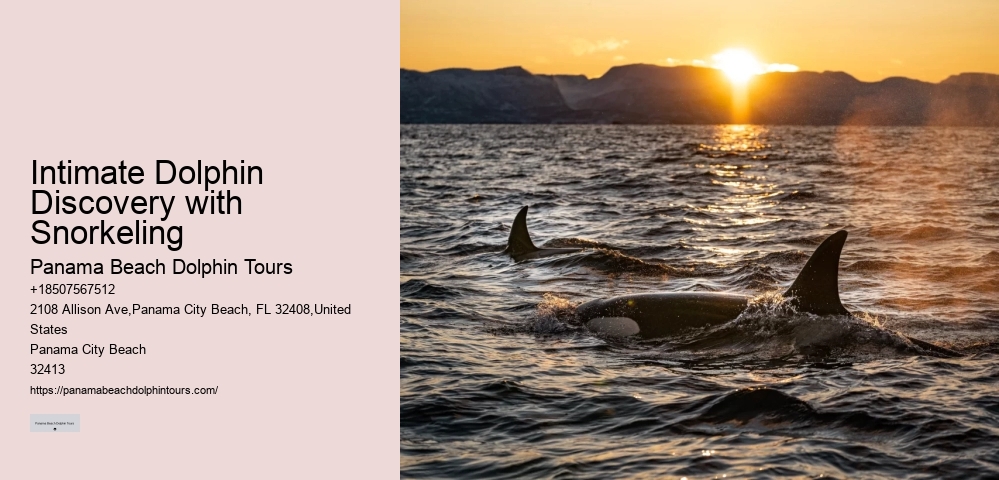 PCB Dolphin Watching Trips