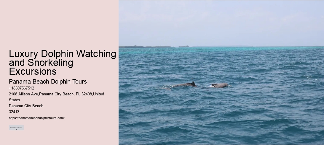 Luxury Dolphin Watching and Snorkeling Excursions