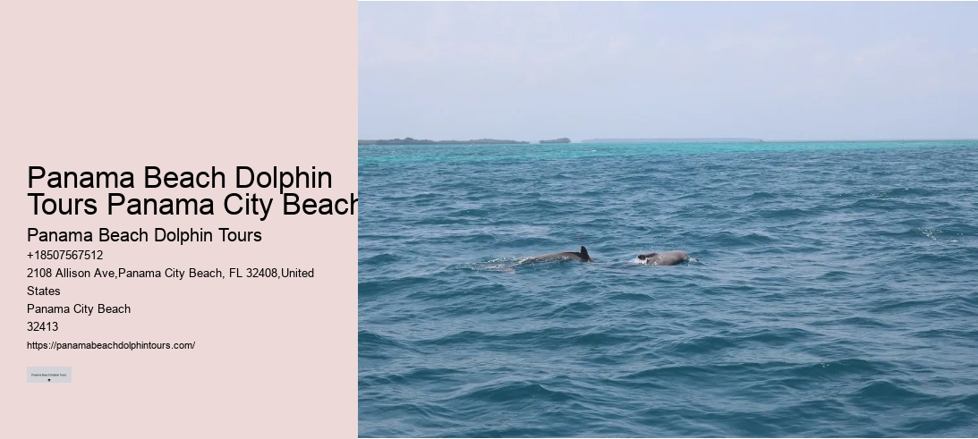 Panama Beach Dolphin Tours Panama City Beach