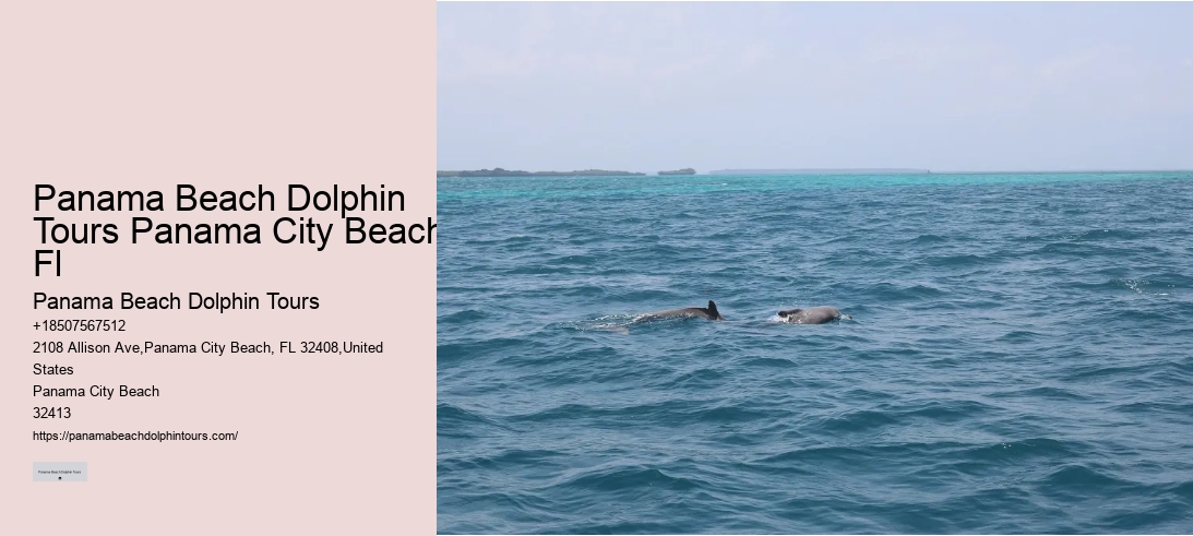 Panama Beach Dolphin Tours Panama City Beach Fl