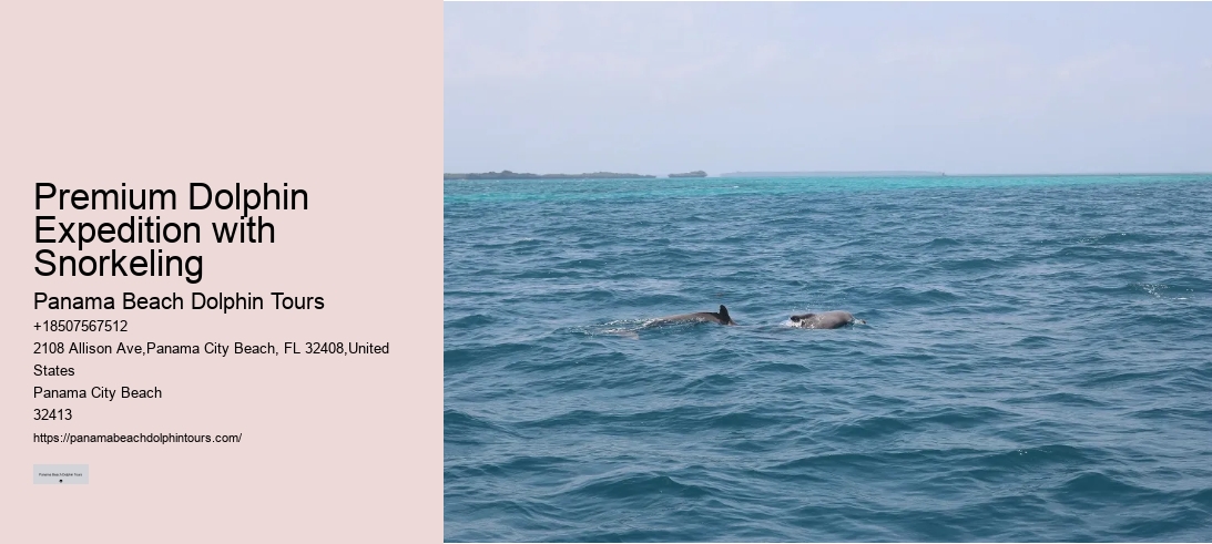 Premium Dolphin Expedition with Snorkeling
