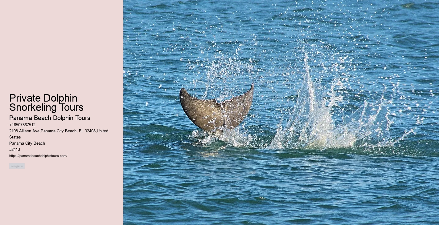 Jet Boat Dolphin Tours