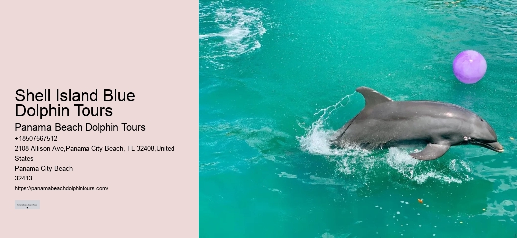 2 Hours Private Dolphin And Snorkeling Tours