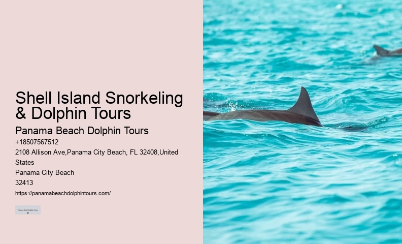What Month Is Best For Dolphin Watching