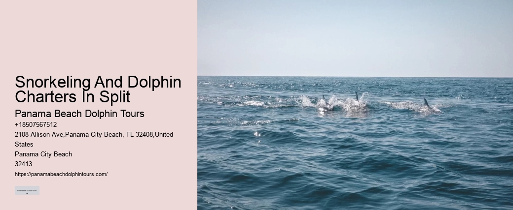 Split Exclusive Dolphin And Snorkeling Experiences