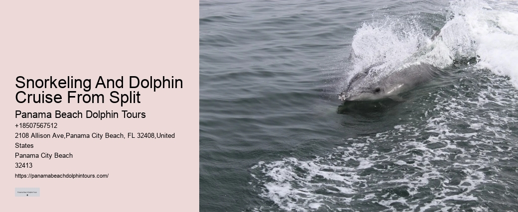 Why Can't You Wear Jewelry When Swimming With Dolphins