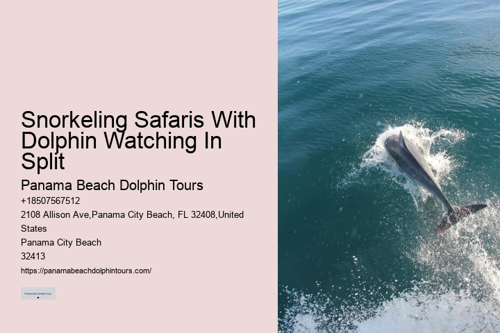 Intimate Dolphin Discovery with Snorkeling