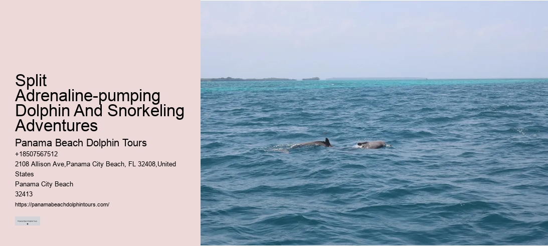 Split Adrenaline-pumping Dolphin And Snorkeling Adventures