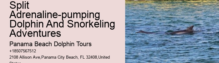 Panama City Beach dolphin excursions