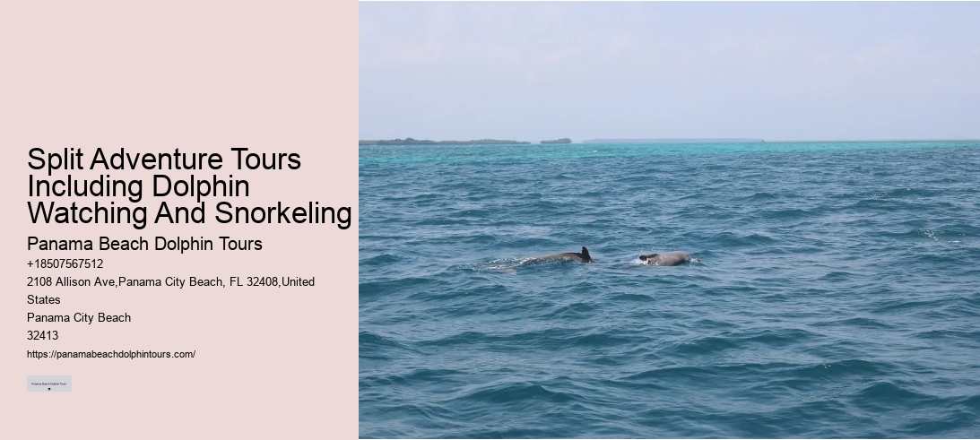 Split Adventure Tours Including Dolphin Watching And Snorkeling