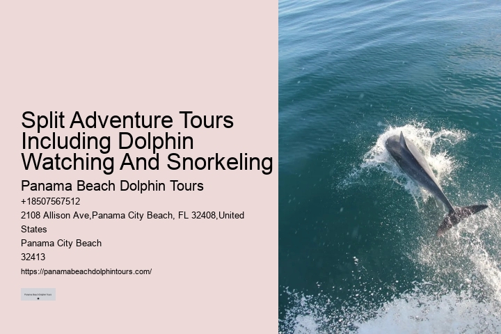 Dolphin watching adventures in Panama City Beach