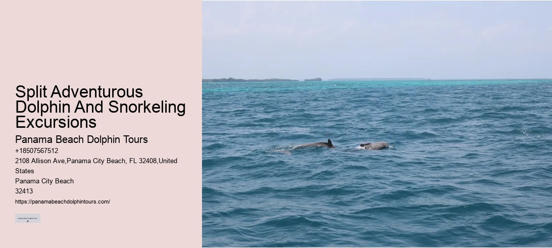 Split Adventurous Dolphin And Snorkeling Excursions