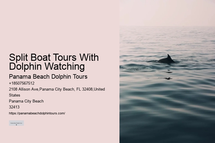 PCB Dolphin Spotting Cruises