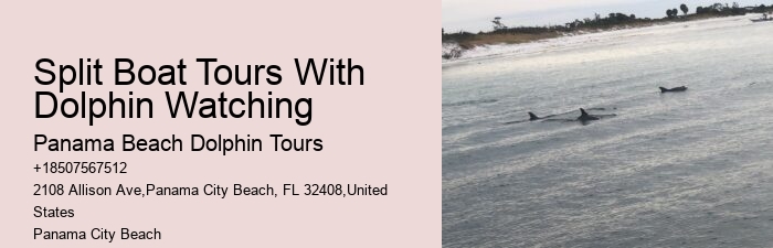 Elite Dolphin Spotting with Snorkeling