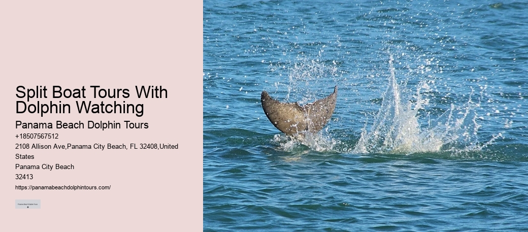 VIP Dolphin Exploration and Snorkeling