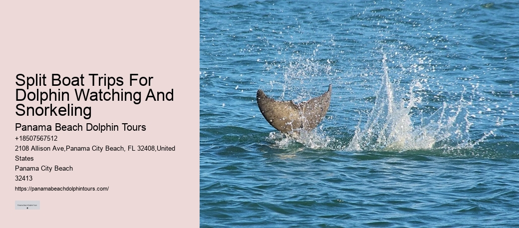Premium Dolphin Watching with Snorkeling