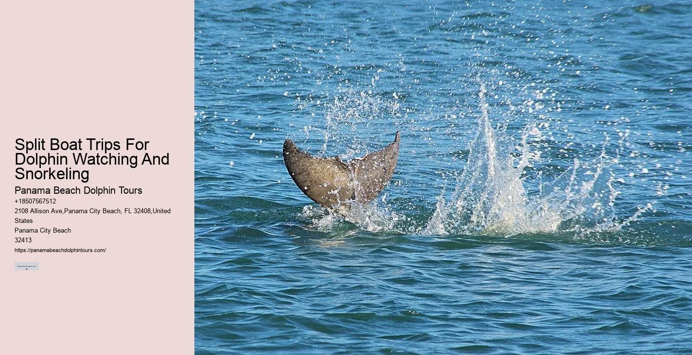 Dolphin Snorkeling Adventures Departing From Split