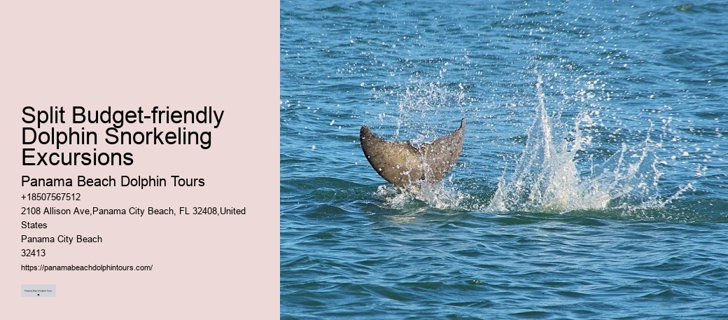 Top 6 Dolphin & Snorkeling Tours In Panama City Beach